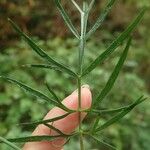 Dichoropetalum schottii Leaf