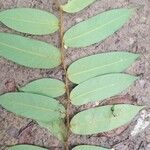 Xylopia aethiopica Leaf