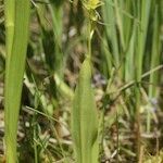 Liparis loeselii Habit