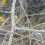 Solanum tettense Cortiza