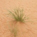 Cyperus conglomeratus 葉