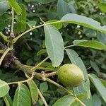 Juglans regiaFruit