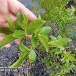 Salix laggeri Feuille