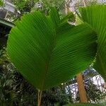 Verschaffeltia splendida Leaf