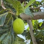 Artocarpus altilis Fruct