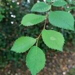 Ulmus carpinifolia Feuille