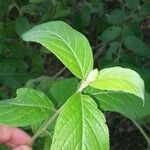 Lepidaploa arborescens Leaf