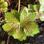 Geranium versicolor Deilen