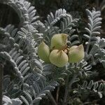 Astragalus miguelensis Плод