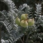 Astragalus miguelensis Fruit