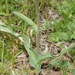 Tulipa planifolia Costuma