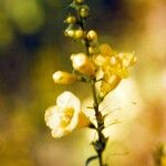 Aureolaria levigata Flower
