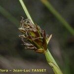 Carex brevicollis Flor