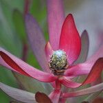 Leucadendron salignum Flor