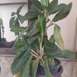 Dieffenbachia oerstedii عادت