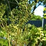 Filipendula ulmaria Ffrwyth