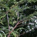Mimosa tarda Alkat (teljes növény)
