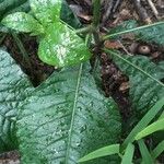 Elephantopus carolinianus Leaf