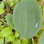 Smilax anceps Lapas