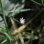 Stellaria graminea ফুল
