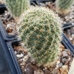 Rebutia minuscula Yaprak