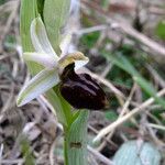 Ophrys arachnitiformis മറ്റ്