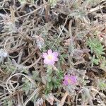 Portulaca pilosa Fuelha