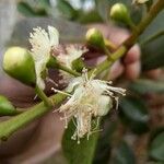 Psidium cattleianum Cvet