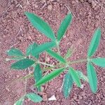 Crotalaria lanceolata Hoja