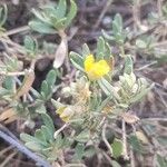 Helianthemum squamatum Hoja