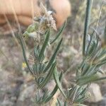 Helianthemum syriacum Hoja