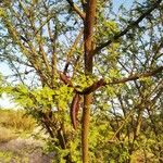 Vachellia caven Liść