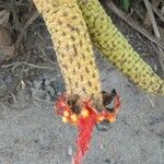 Carludovica palmata Цвят