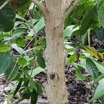 Coffea arabica Bark