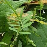 Vicia hirsuta Feuille