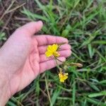 Goodenia heterophylla Fleur