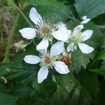 Rubus insectifolius