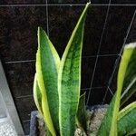 Sansevieria trifasciata Leaf