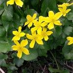 Ranunculus thora Flower