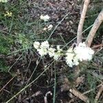Acacia suaveolens Çiçek
