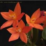 Cattleya cernua Λουλούδι