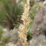 Achnatherum calamagrostis Frucht