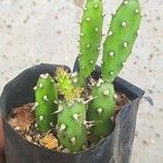 Opuntia aurantiaca पत्ता