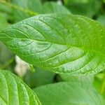 Heliotropium angiospermum Leaf