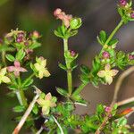 Galium porrigens Hábito