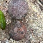 Detarium macrocarpum Frucht