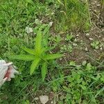 Asclepias incarnata Leaf