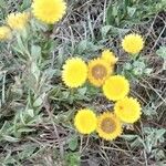 Helichrysum cooperi 花