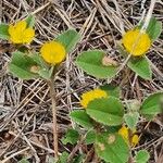 Melhania ovata Feuille