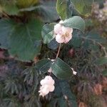 Symphoricarpos albusFruit